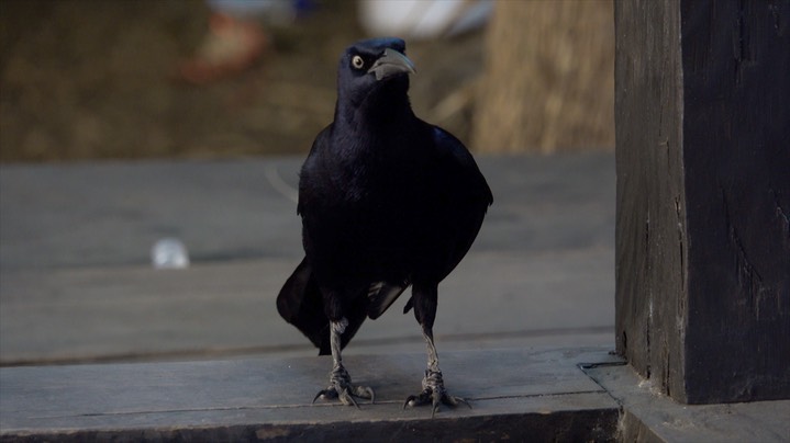 Grackle, Great-tailed (Colombia) 7