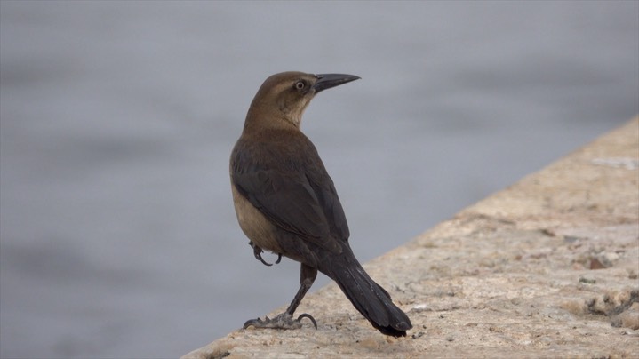 Grackle, Great-tailed (Colombia) 6