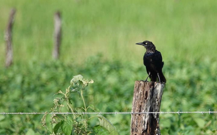 Grackle, Great-tailed. Quizcalus mexicanus