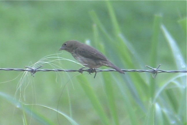 Grassquit, Blue-black 1