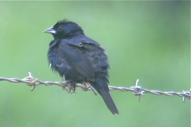 Grassquit, Blue-black 2