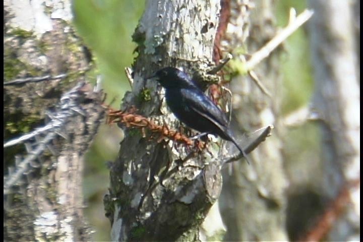 Grassquit, Blue-black