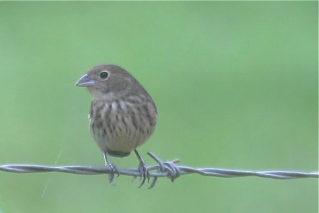 Grassquit, Blue-black 3