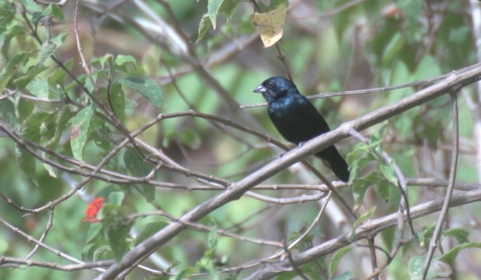 Grassquit, Blue-black