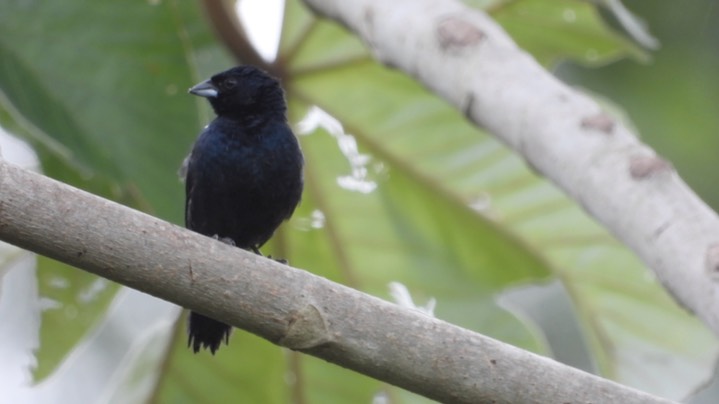 Grassquit, Blue-black (Belize 2021) c