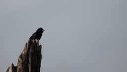 Grassquit, Blue-black. Volatinia jacarina