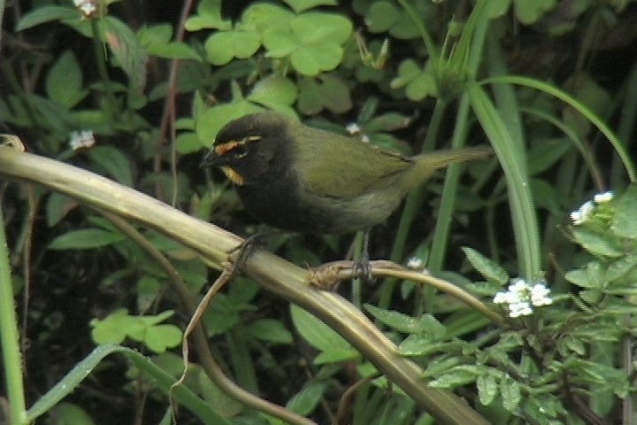 Grassquit, Yellow-faced 10