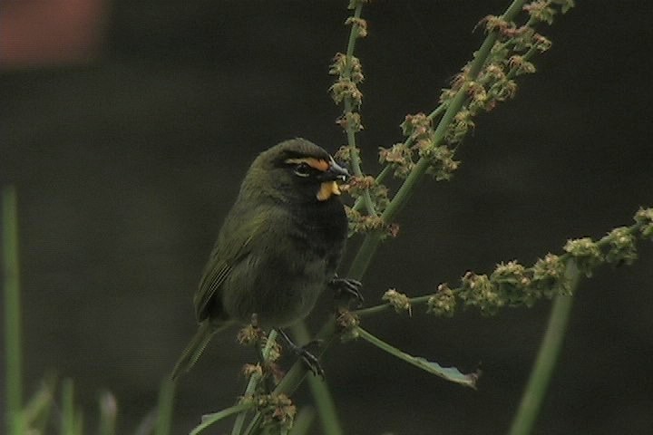 Grassquit, Yellow-faced 12