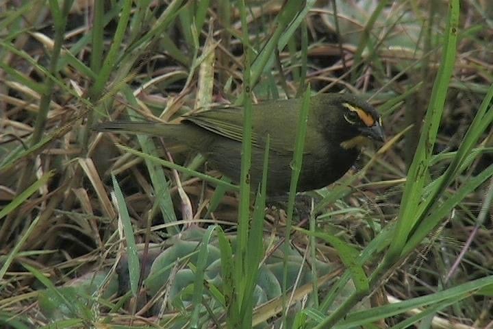 Grassquit, Yellow-faced 1_1