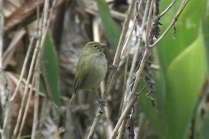 Grassquit, Yellow-faced 3