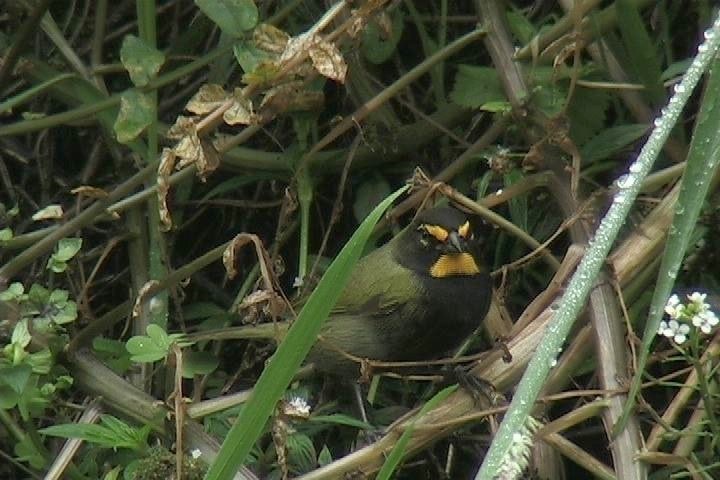 Grassquit, Yellow-faced 5