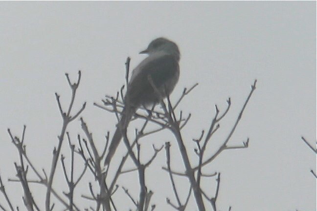 Gray-Tyrant, Shear-tailed 1