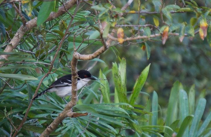 Great Antshrike 1