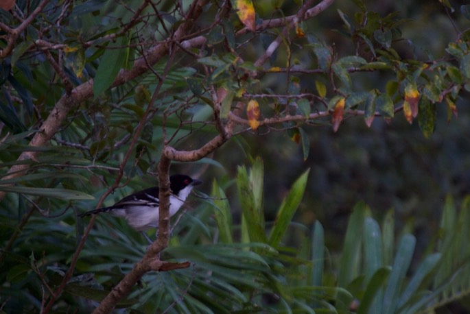 Great Antshrike 2