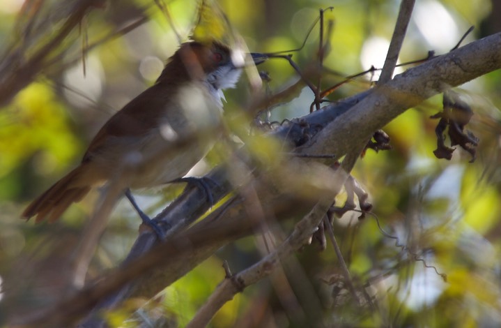 Great Antshrike, Taraba major