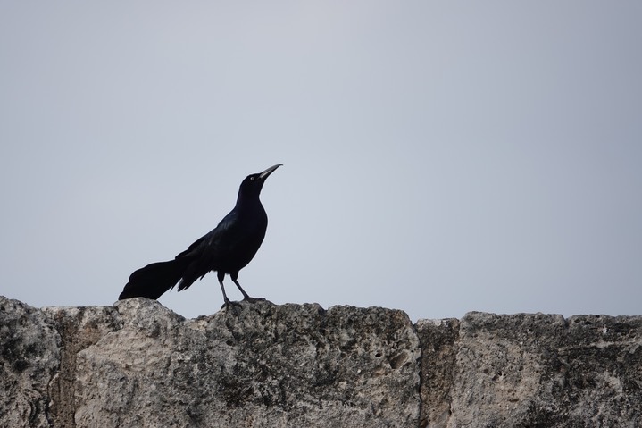   Great-tailed Grackle, Quiscalus mexicanus 3