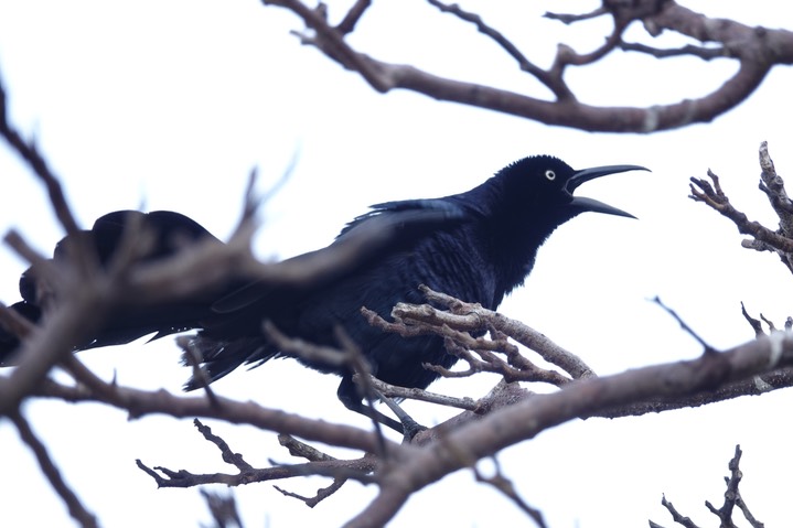   Great-tailed Grackle, Quiscalus mexicanus 1