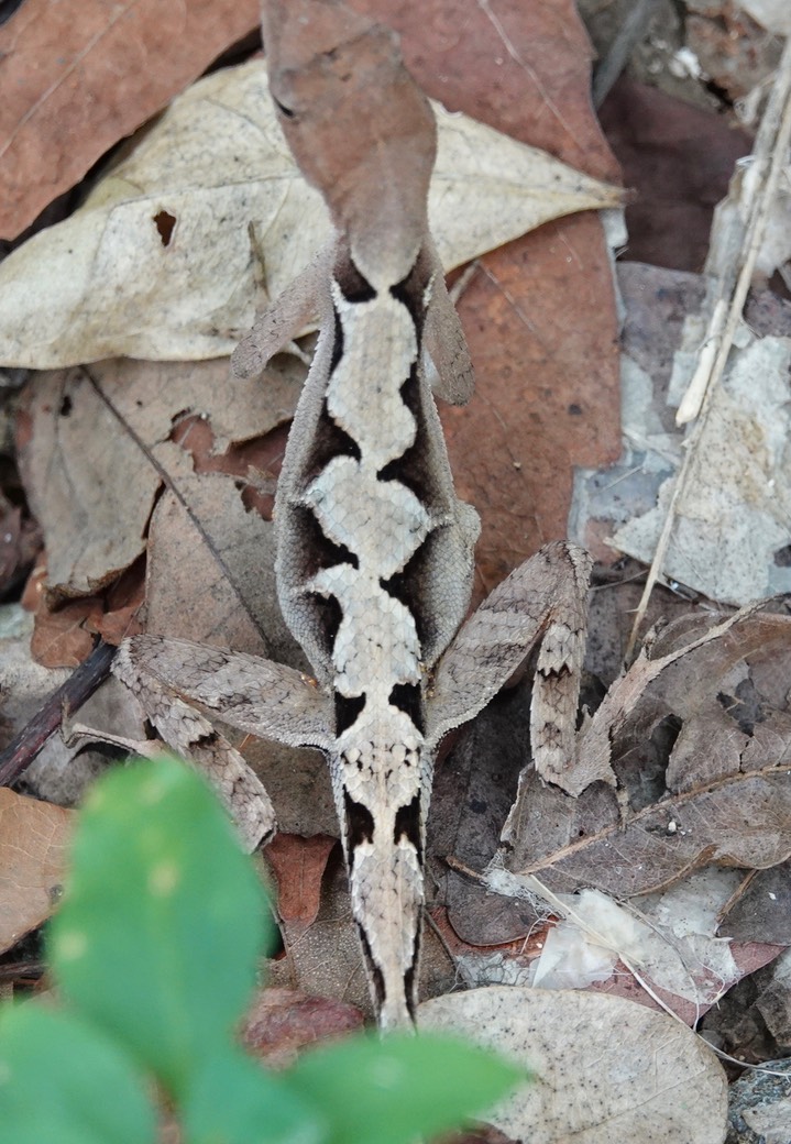 Greater Scaly Anole (Norops tropidonotus)3