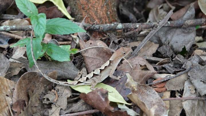 Greater Scaly Anole (Norops tropidonotus)4