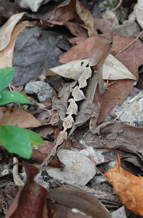 Greater Scaly Anole (Norops tropidonotus)