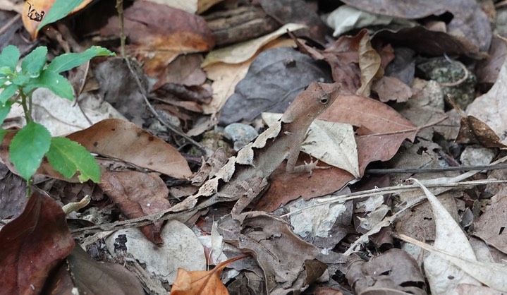 Greater Scaly Anole (Norops tropidonotus)2