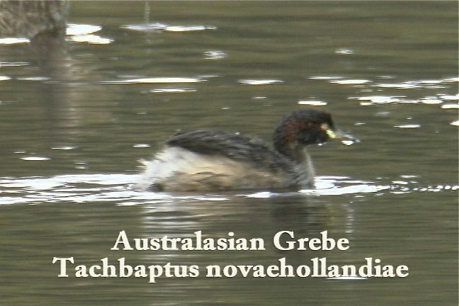 Grebe, Australasian 1