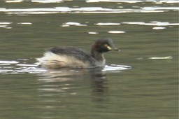 Grebe, Australasian 2