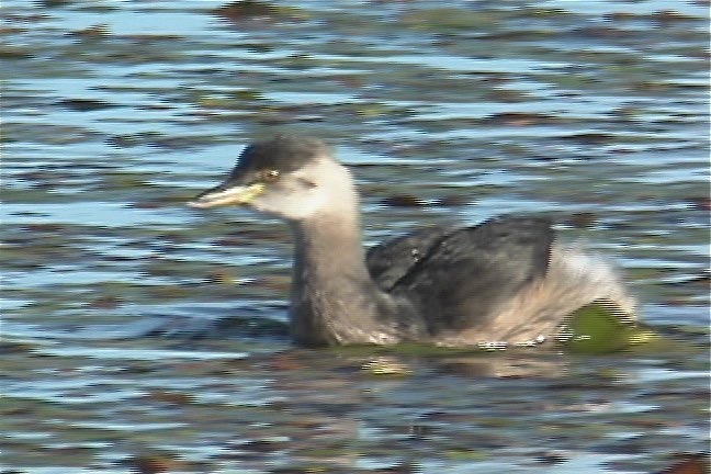 Grebe, Australasian 4