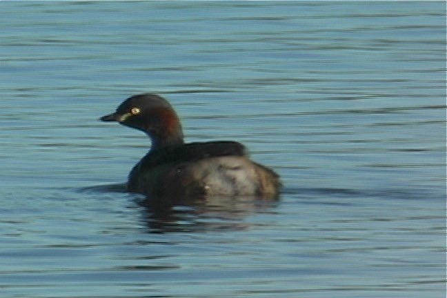 Grebe, Australasian 5