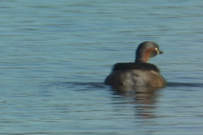 Grebe, Australasian 6