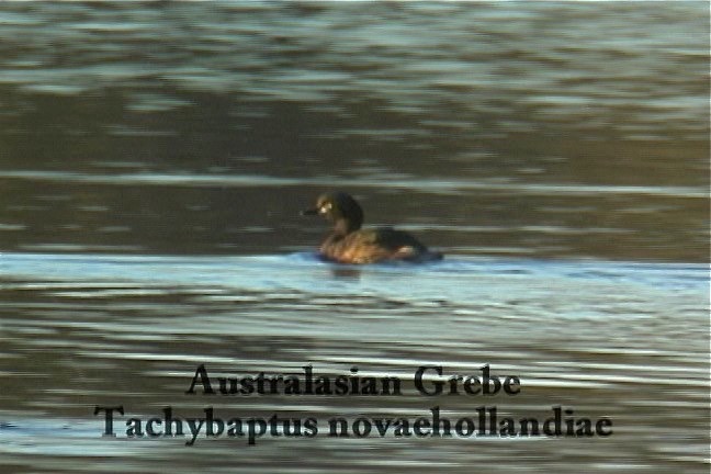 Grebe, Australian 1