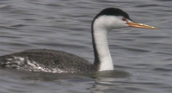 Grebe, Clark's 4