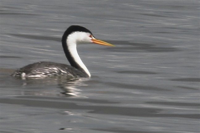 Grebe, Clark's 6