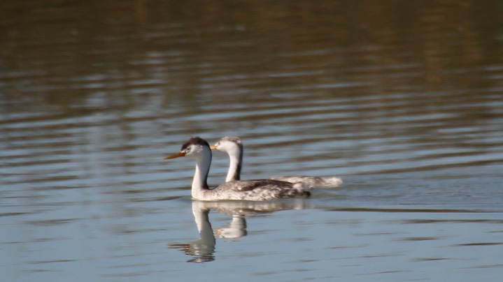 Grebe, Clark's