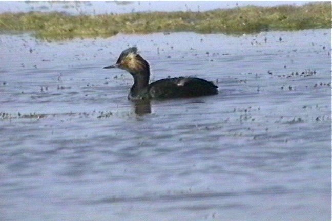 Grebe, Eared 2