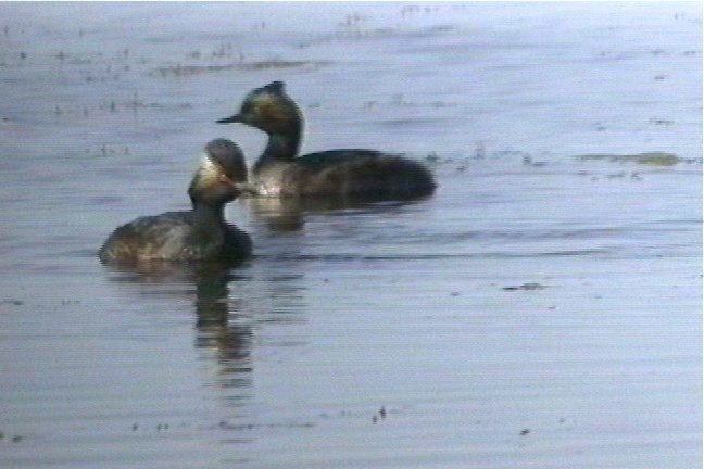 Grebe, Eared 3