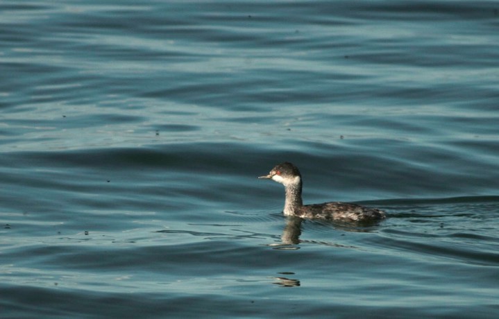 Grebe, Eared b