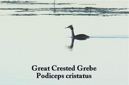 Grebe, Great Crested 1-1