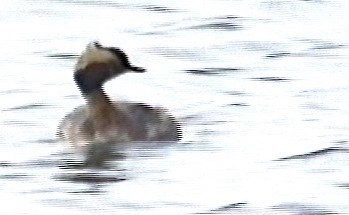 Grebe, Horned 2