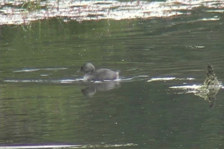 Grebe, Least