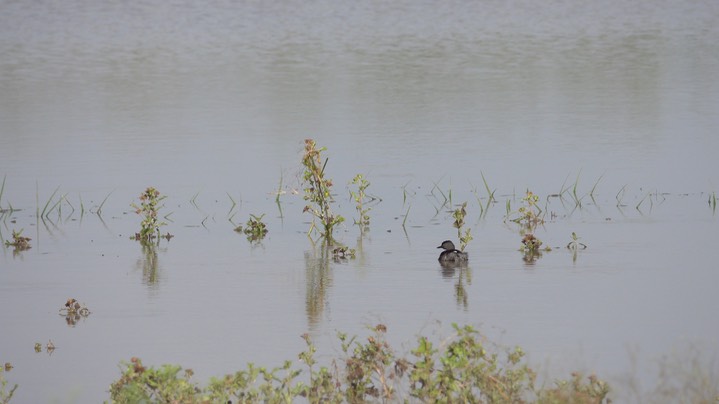 Grebe, Least (Belize 2021)