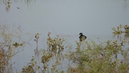 Grebe, Least. Tachybaptus dominicus