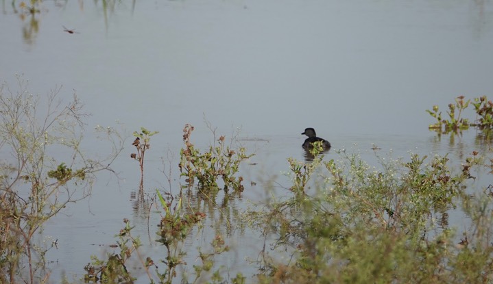 Grebe, Least. Tachybaptus dominicus