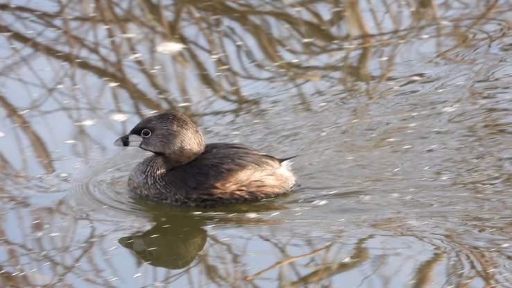 Grebe, Pied-billed - Baja California 1