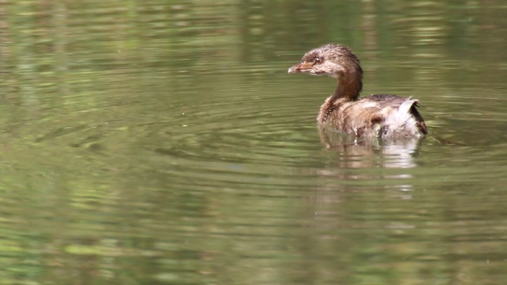 Grebe, Pied-billed (Washington)