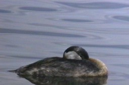 Grebe, Red-necked 2