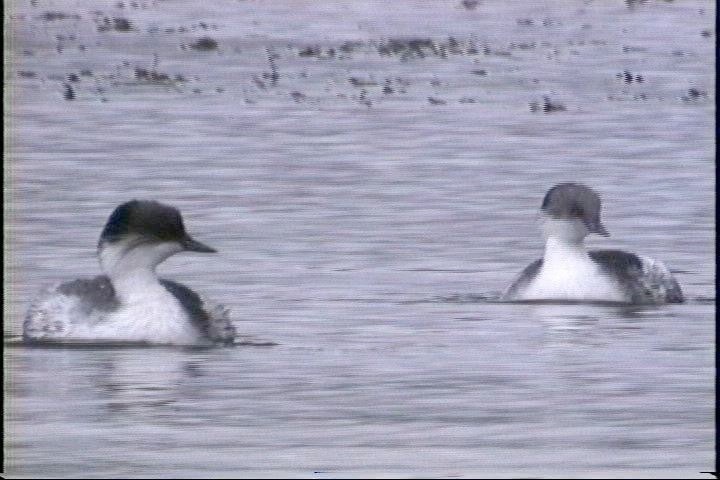 Grebe, Silvery