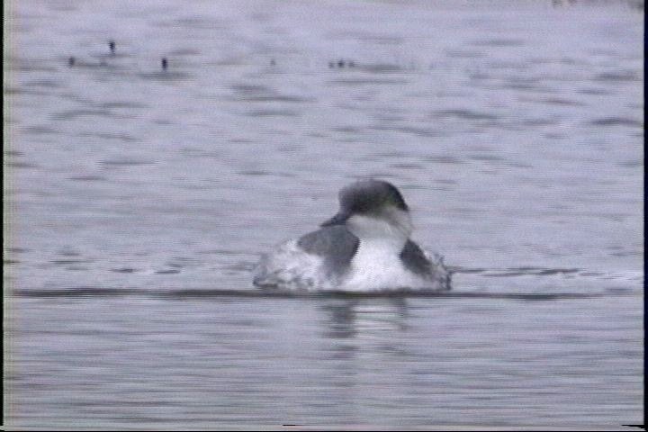 Grebe, Silvery5