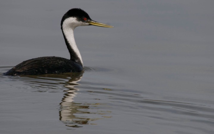 Grebe, Western 102