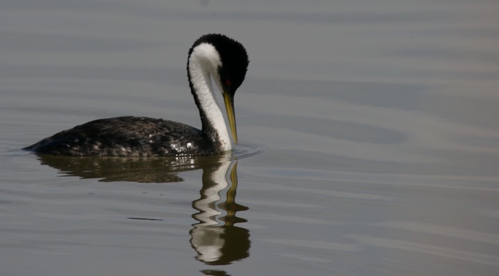 Grebe